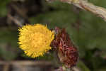 Coltsfoot